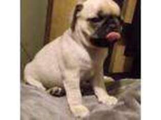 Pug Puppy for sale in Ontario, CA, USA