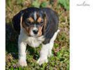 Beagle Puppy for sale in Sioux Falls, SD, USA