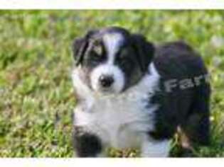 Australian Shepherd Puppy for sale in Alvin, TX, USA