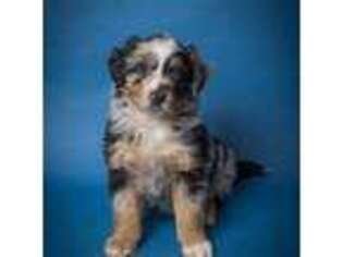 Mutt Puppy for sale in New Concord, OH, USA