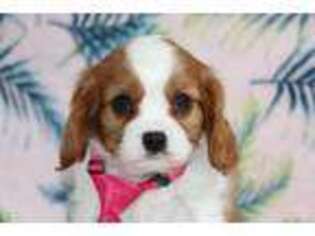 Cavalier King Charles Spaniel Puppy for sale in Etna Green, IN, USA