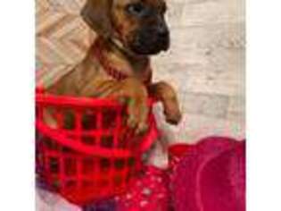 Cane Corso Puppy for sale in Warner Robins, GA, USA