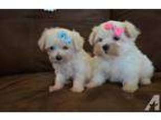 Maltese Puppy for sale in WILSON, NC, USA