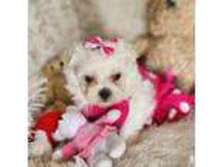 Maltese Puppy for sale in The Villages, FL, USA