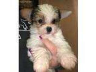 Yorkshire Terrier Puppy for sale in Moxee, WA, USA