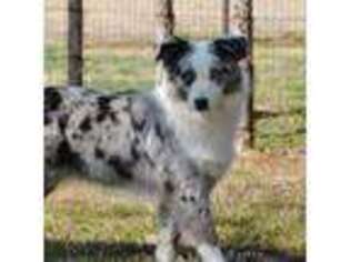 Australian Shepherd Puppy for sale in Decatur, TX, USA