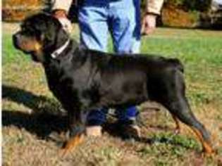 Rottweiler Puppy for sale in Reeds Spring, MO, USA