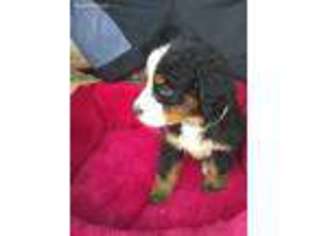 Bernese Mountain Dog Puppy for sale in Conway, AR, USA
