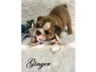 Bulldog Puppy for sale in Hattiesburg, MS, USA