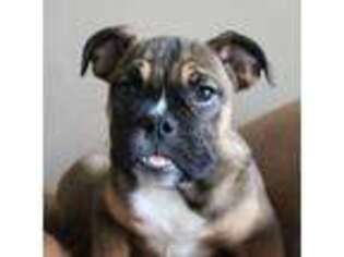 Bulldog Puppy for sale in Armada, MI, USA