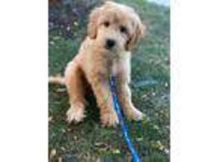 Mutt Puppy for sale in Eden Prairie, MN, USA