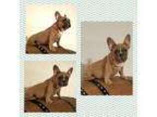 French Bulldog Puppy for sale in Taft, CA, USA