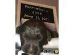 Mutt Puppy for sale in Frisco, NC, USA