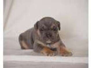 Olde English Bulldogge Puppy for sale in Honey Brook, PA, USA