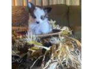 Papillon Puppy for sale in Kingsland, TX, USA