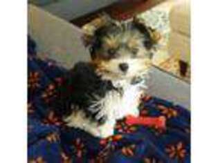 Yorkshire Terrier Puppy for sale in Westland, MI, USA