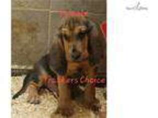 Bloodhound Puppy for sale in Fort Smith, AR, USA
