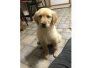 Golden Retriever Puppy for sale in Mansfield, OH, USA