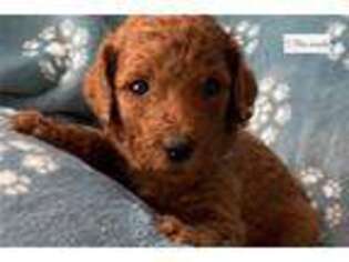 Mutt Puppy for sale in Charlottesville, VA, USA