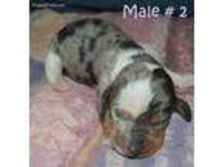 Dachshund Puppy for sale in Sylvia, KS, USA