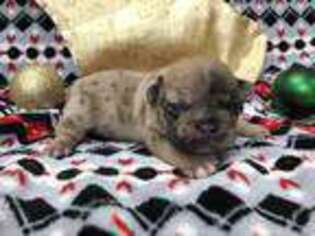 French Bulldog Puppy for sale in Waxahachie, TX, USA