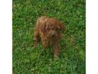 Mutt Puppy for sale in Free Union, VA, USA