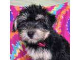 Havanese Puppy for sale in Denver, PA, USA