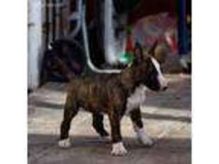 Bull Terrier Puppy for sale in Hacienda Heights, CA, USA