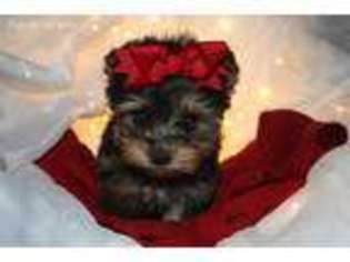 Yorkshire Terrier Puppy for sale in Howe, OK, USA