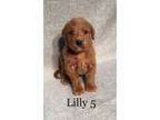 Labradoodle Puppy for sale in Royse City, TX, USA