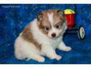 Pomeranian Puppy for sale in Pittsburg, KS, USA