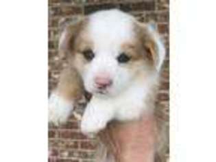 Pembroke Welsh Corgi Puppy for sale in Muskogee, OK, USA