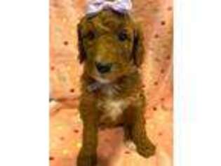 Mutt Puppy for sale in Deerfield, IL, USA