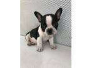 French Bulldog Puppy for sale in Port Jefferson Station, NY, USA