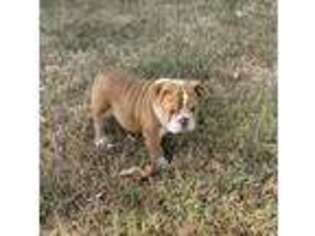 Bulldog Puppy for sale in Tulsa, OK, USA