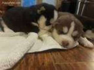 Siberian Husky Puppy for sale in Iva, SC, USA