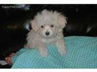 Maltese Puppy for sale in Lyons, NY, USA