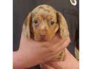 Dachshund Puppy for sale in Redlands, CA, USA