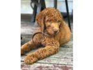 Labradoodle Puppy for sale in Grovetown, GA, USA