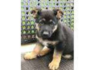 German Shepherd Dog Puppy for sale in New Columbia, PA, USA