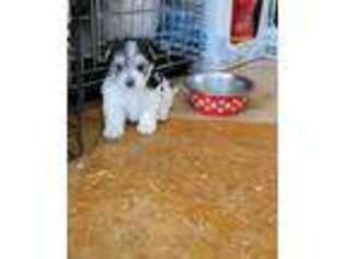 Mutt Puppy for sale in Clackamas, OR, USA
