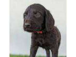 Labradoodle Puppy for sale in Snowflake, AZ, USA