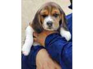 Beagle Puppy for sale in La Puente, CA, USA