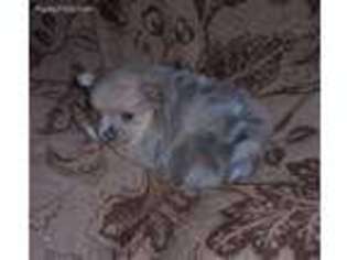Pomeranian Puppy for sale in Uniontown, KS, USA