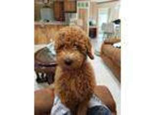 Labradoodle Puppy for sale in Loxahatchee, FL, USA