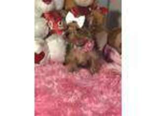Yorkshire Terrier Puppy for sale in Daisy, OK, USA