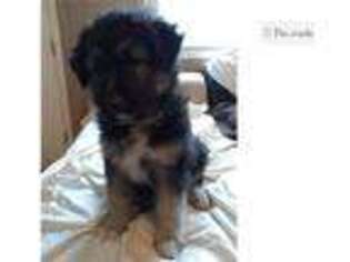 German Shepherd Dog Puppy for sale in Winchester, VA, USA