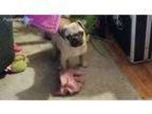 Pug Puppy for sale in Ford City, PA, USA