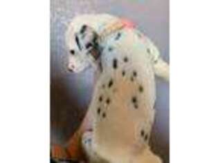 Dalmatian Puppy for sale in Seattle, WA, USA