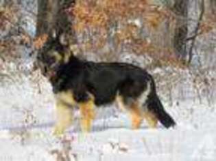 German Shepherd Dog Puppy for sale in ELDON, MO, USA